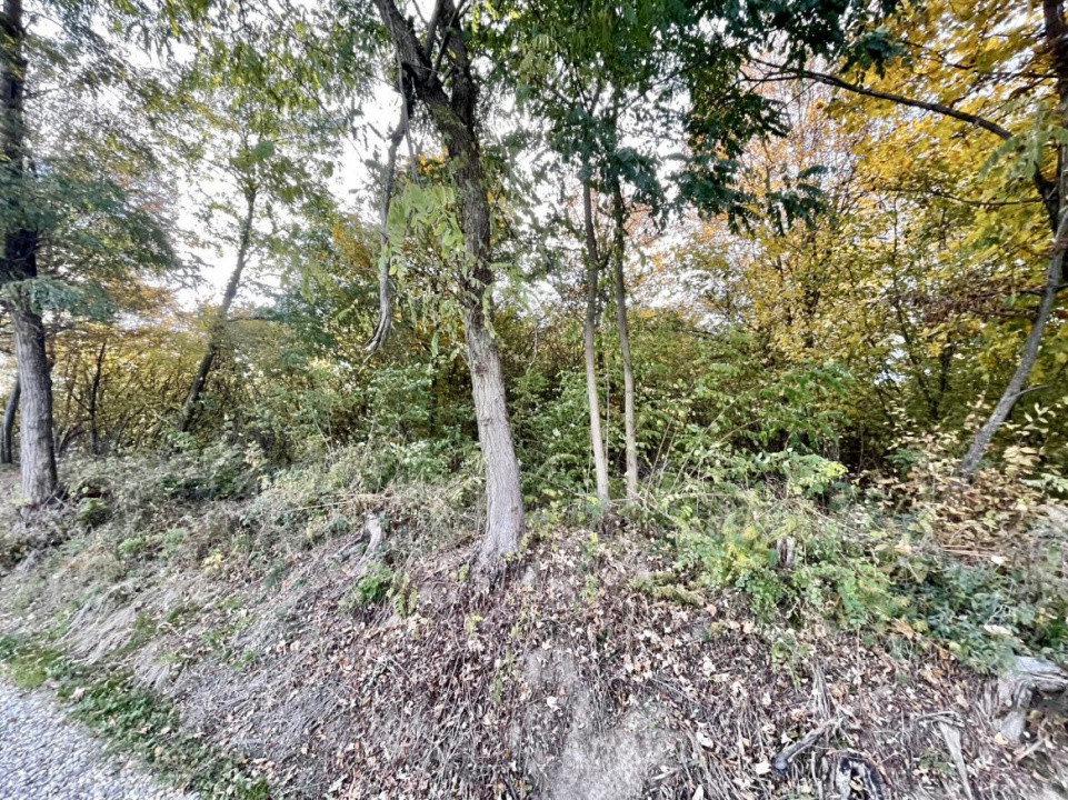 Teren 1256 mp, de vânzare, zona Ciurila