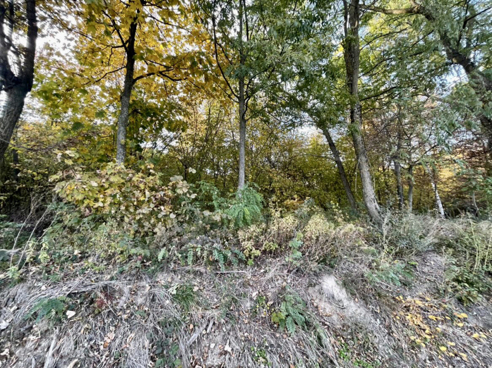 Teren 1256 mp, de vânzare, zona Ciurila