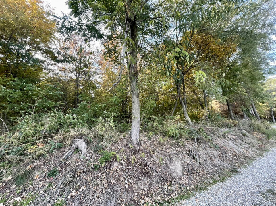 Teren 1256 mp, de vânzare, zona Ciurila